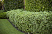 Pittosporum Variegated I Large Gallon Size Plants I Pittosporum Tobria Variegatum I Live Striking Two|Tone Foliage for All|Year Visual Interest, Ideal for Hedges, Borders