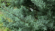 Carolina Sapphire Cypress Tree | Large Gallon Size Plant | Beautiful Evergreen Low Maintenance Cold Hardy Privacy Screen