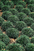 Dwarf Mondo Grass | 10 Live Plants | Shade Loving Evergreen Ground Cover Ophiopogon Japonicus Nanus