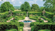 Japanese Boxwood | Live Plants | 2" Pot Size | Buxus Microphylla | Fast Growing Cold Hardy Formal Evergreen Shrub