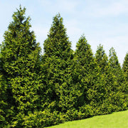 Thuja Green Giant Arborvitae | Live Trees 2" Pot Size | Evergreen Privacy Plants