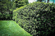 Nellie R. Stevens Holly - Live Plants - Evergreen Privacy Trees