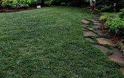 Dwarf Mondo Grass | 40 Live Plants | Shade Loving Evergreen Ground Cover Ophiopogon Japonicus Nanus