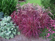 Red Fountain Grass I Large Gallon Size Plant I Pennisetum Setaceum Rubrum I Live Premium Quality, Ornamental Perennial Grass for Eye|Catching Landscaping, Gardens