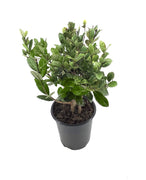 Pineapple Guava Plant | Live 4 Inch Plants | Feijoa Sellowiana | Edible Flowers and Fruit
