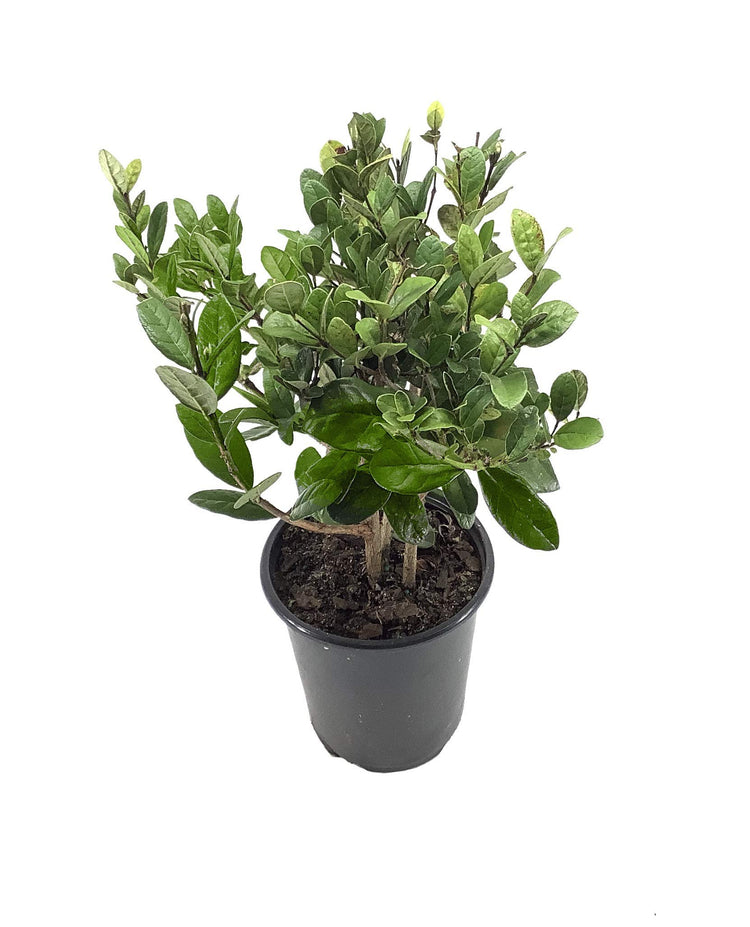 Pineapple Guava Plant | Live 4 Inch Plants | Feijoa Sellowiana | Edible Flowers and Fruit