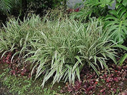 Flax Lily | 10 Pack | Variegated Dianella Tasmanica Variegata | Evergreen Shade Loving Grass