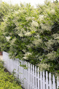 Ligustrum Waxleaf Privet | Live Quart Size Plants | Blooming Evergreen Privacy Hedge