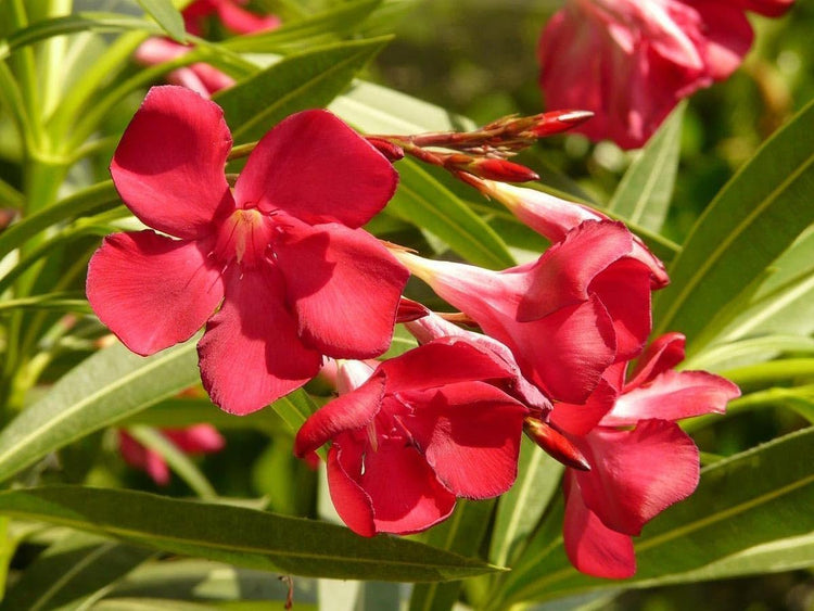 Oleander Red Plants | Live Plants | Nerium Oleander | Vibrant Red Blooms | Ideal for Outdoor Landscaping | Hardy & Low|Maintenance | Attracts Pollinators | Perfect for Hedges & Borders