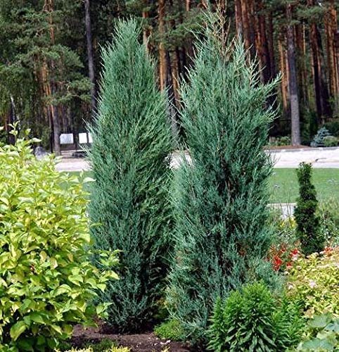 Blue Arrow Juniper | Live Trees | Juniperus Scopulorum | Formal Evergreen Privacy Screen