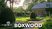 Green Mountain Boxwood | Live Gallon Size Plant | Elegant Pyramid|Shaped Evergreen, Ideal for Topiary & Landscaping, Cold|Hardy & Drought|Tolerant