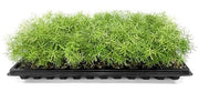 Fern Sprengeri | Live Plants | Asparagus Densiflorus | Evergreen Ornamental Fern | Lush Green Foliage for Hanging Baskets & Borders