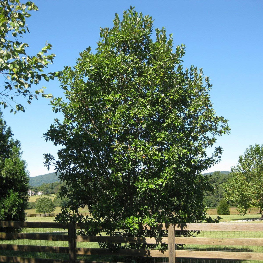 Sweet Bay Magnolia Tree | Magnolia Virginiana | 40 Live Plants | Beautiful Ornamental Specimen
