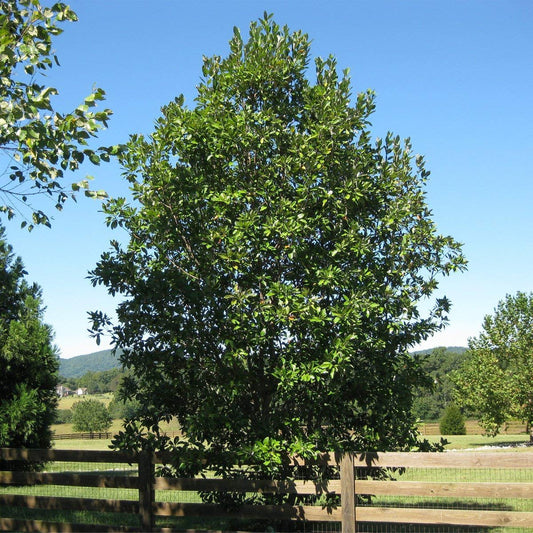 Sweet Bay Magnolia Tree | Magnolia Virginiana | 40 Live Plants | Beautiful Ornamental Specimen