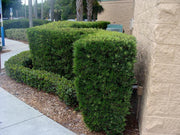 Podocarpus Macrophyllus | 12 Live Plants | 4" Pots Japanese Yew Live Plants Evergreen Privacy Hedge