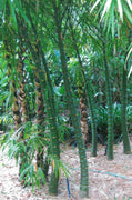 Dwarf Buddha Belly Bamboo | Live Plant | Bambusa Vulgaris Wamin | Beautiful Rare Unique Specimen | Non|Invasive Clumping Bamboo