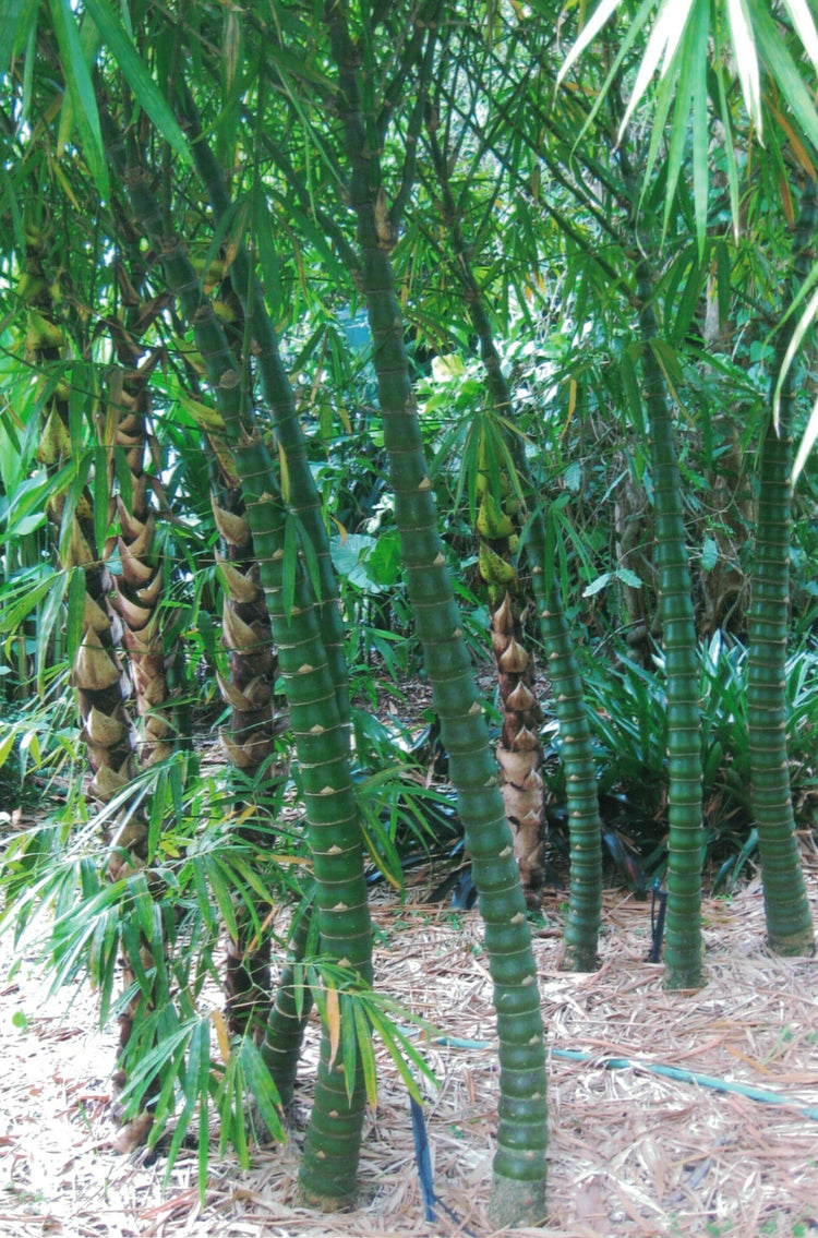 Dwarf Buddha Belly Bamboo | Live Plant | Bambusa Vulgaris Wamin | Beautiful Rare Unique Specimen | Non|Invasive Clumping Bamboo