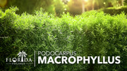 Podocarpus Macrophyllus Japanese Yew | Live Plants | Podocarpus macrophyllus | Privacy Hedge Shrub | Evergreen Landscaping Plants for Gardens & Borders