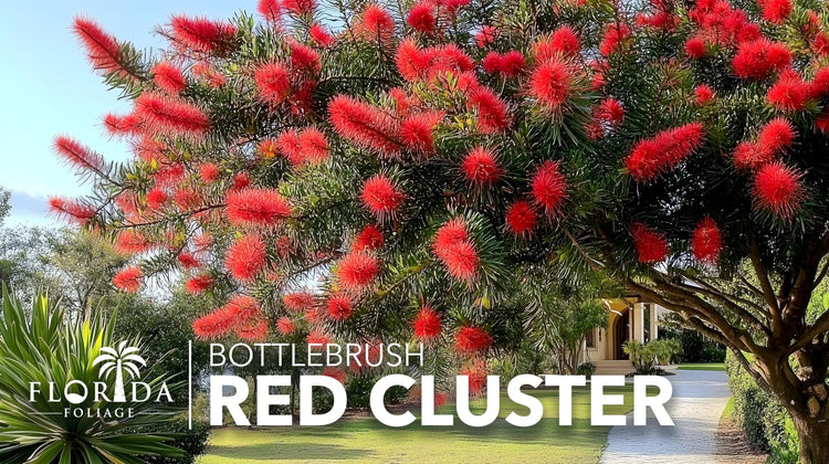 Bottlebrush Red Cluster Tree I Live Plants I Callistemon Citrinus Red Cluster I Vibrant Red Blooms, Fast|Growing, Drought|Tolerant Outdoor Plant, Ideal for Gardens