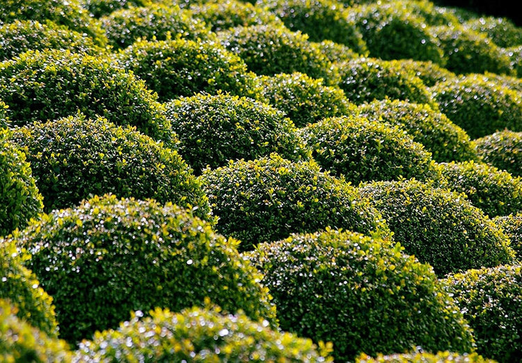 Winter Gem Boxwood | Live 4 Inch Pots | Buxus Microphylla Japonica | Fast Growing Cold Hardy Formal Evergreen Shrub