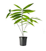 Dendrocalamus Giganteus Bamboo | Large Gallon Size Plants | Fast|Growing Privacy Screen | Giant Live Outdoor Greenery | Sustainable Garden Solution