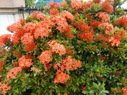Ixora Dwarf Carmen | Live Plants | Ixora Coccinea 'Dwarf' | Flowering Shrub | Tropical Garden Plants