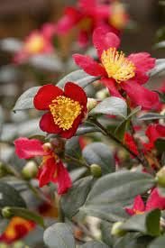 Camellia Sasanqua Yuletide I Extra Large 3 Gallon Plants I Red Flowering Bright Red Winter Blooms, Live Plant for Indoor & Outdoor Gardens
