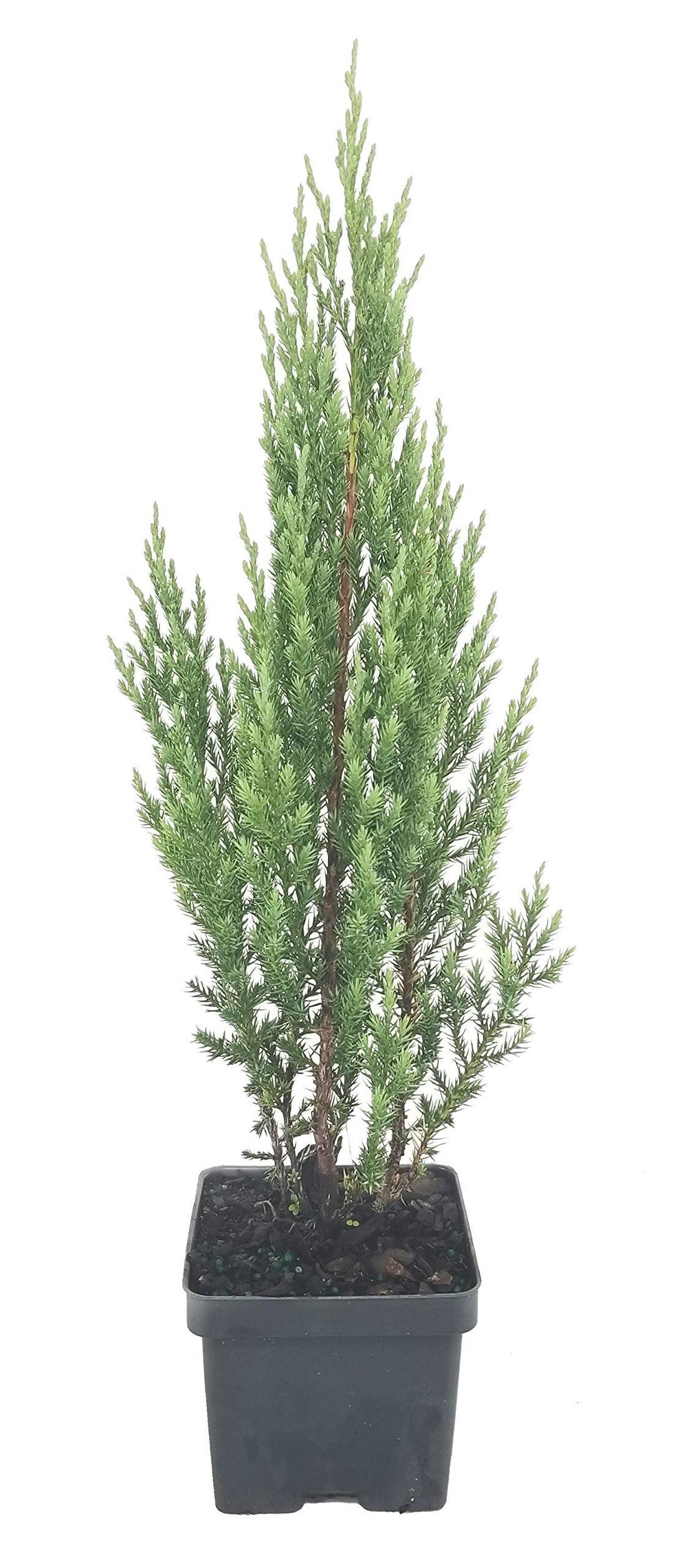 Blue Point Juniper | Live 4 Inch Pots | Juniperus Chinensis | Evergreen Screening Tree