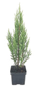 Blue Point Juniper | Live 4 Inch Pots | Juniperus Chinensis | Evergreen Screening Tree