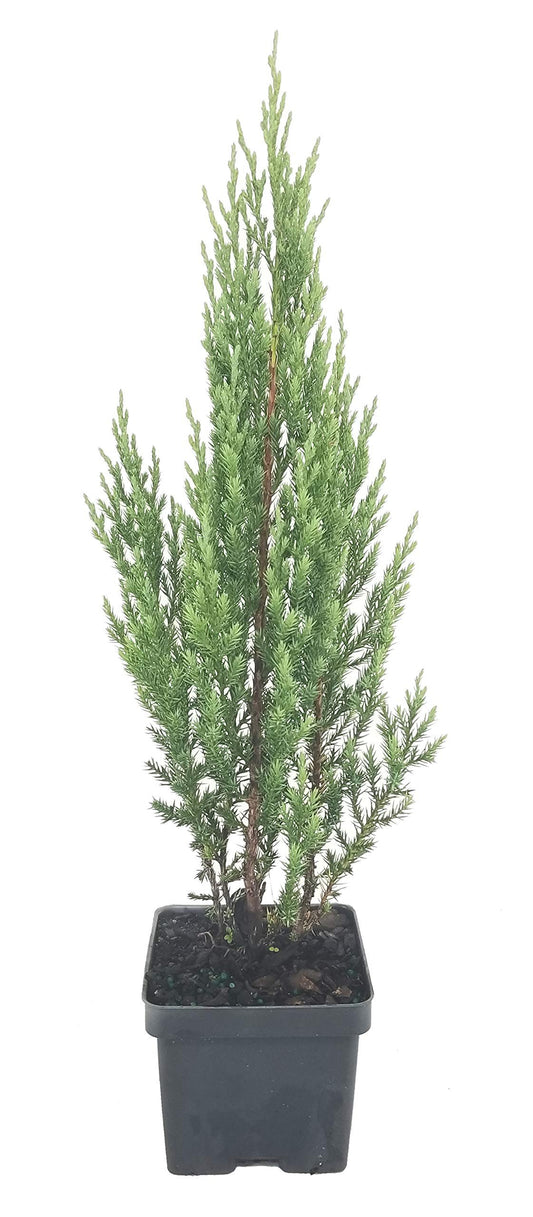 Blue Point Juniper | Live 4 Inch Pots | Juniperus Chinensis | Evergreen Screening Tree