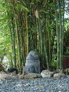 Oldhamii Bamboo | Live Plant | Bambusa Oldhamii | Privacy Screen Bamboo | Fast|Growing Garden Foliage | Tall Decorative Landscape Specimen
