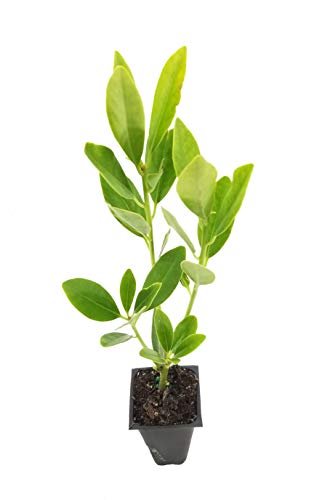 Anise Forest Green | Live Plants | Illicium Parviflorum | Shade Loving Evergreen Hedge