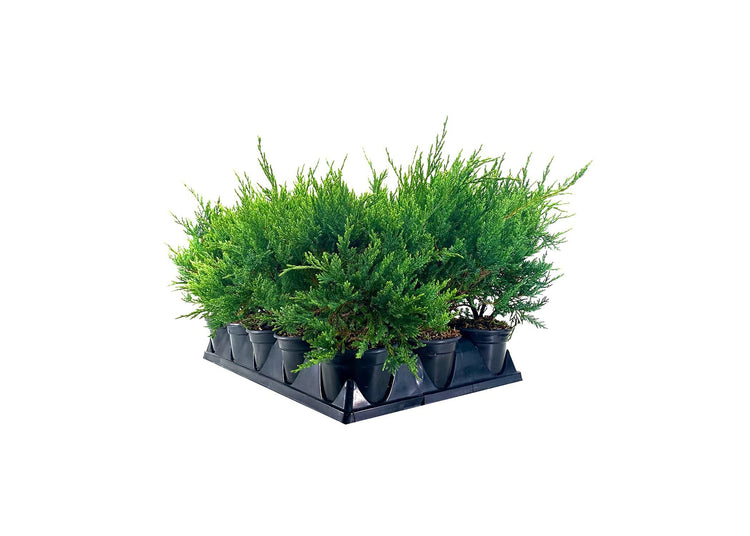 Juniper Sea Spray | Live 4 Inch Pot | Juniperus Chinensis | Drought Tolerant Cold Hardy Evergreen Groundcover Plants