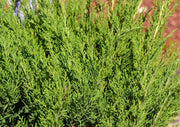 Juniper Sea Spray | Live 4 Inch Pot | Juniperus Chinensis | Drought Tolerant Cold Hardy Evergreen Groundcover Plants