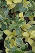 Variegated Confederate Jasmine | Extra Large 3 Gallon Plants | Trachelospermum jasminoides Variegata | Eye|Catching Climber | Perfect for Garden Walls and Trellises