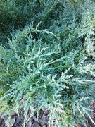 Juniper Angelica Blue | Live Plants | Juniperus Chinensis | Drought Tolerant Cold Hardy Evergreen