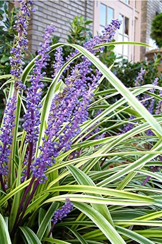 Variegated Liriope Muscari Silvery Sunproof | Large Quart Size Plants | Live Blooming Evergreen Groundcover