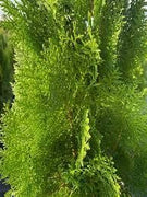 Blue Cone Arborvitae | Extra Large 3 Gallon Plant | Elegant & Hardy Evergreen Shrub, Striking Blue Foliage, Ideal for Privacy Screens, Hedges, and Landscape Accents