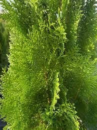 Blue Cone Arborvitae | Extra Large 3 Gallon Plant | Elegant & Hardy Evergreen Shrub, Striking Blue Foliage, Ideal for Privacy Screens, Hedges, and Landscape Accents