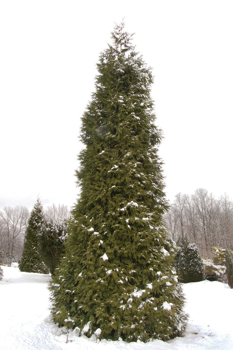 Thuja Green Giant Arborvitae | Live Trees 2" Pot Size | Evergreen Privacy Plants