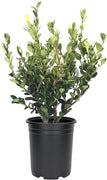 Wintergreen Korean Boxwood | Live Gallon Size Plants | Buxus Microphylla | Cold Hardy Formal Evergreen Hedge