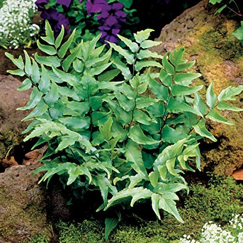 Japanese Holly Fern | Live Plants | Cyrtomium Falcatum Rochfordianum