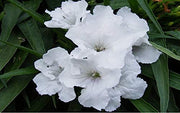Katie's Dwarf Mexican Petunia White | Live Plants | Ruellia brittoniana | Compact Flowering Perennial | Low Growing Pollinator Favorite for Walkways Borders Containers Landscaping