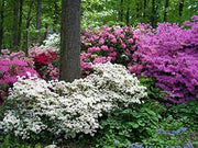 Azalea Southern Charm | Live Plants | Pink Flowering Rhododendron Shrub