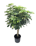 Umbrella Tree | 'Gold Capella' Live Braided Schefflera Arboricola | Florist Quality | Beautiful Indoor Tree | 3 Feet Tall