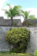 Carolina Jasmine | Large Gallon Size Plants | Gelsemium Sempervirens Jessamine | Fragrant Blooming Vine Foliage