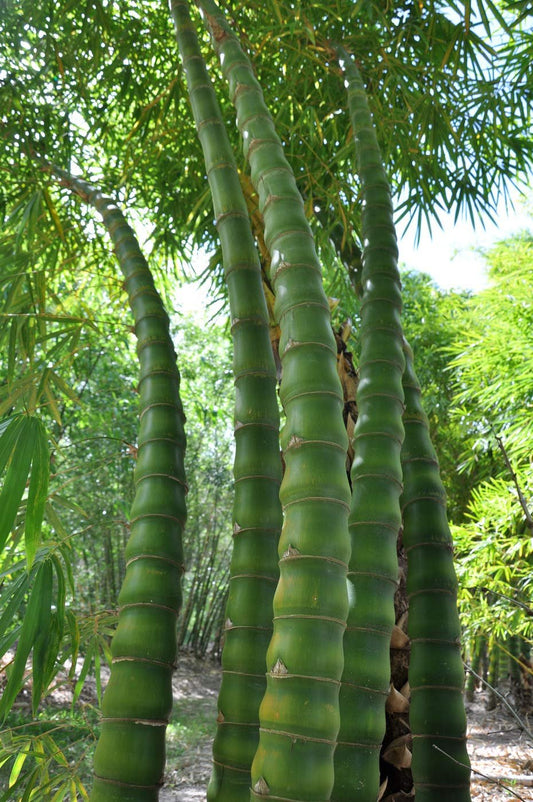 Dwarf Buddha Belly Bamboo | Live Plant | Bambusa Vulgaris Wamin | Beautiful Rare Unique Specimen | Non|Invasive Clumping Bamboo