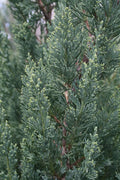 Blue Point Juniper Tree | Live 4 Inch Pots | Juniperus Chinensis | Hardy Evergreen Shrub | Perfect for Landscaping | Low Maintenance Plants