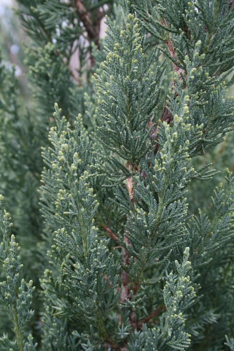 Blue Point Juniper Tree | Live 4 Inch Pots | Juniperus Chinensis | Hardy Evergreen Shrub | Perfect for Landscaping | Low Maintenance Plants