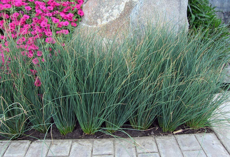 Blue Arrows Rush Grass | Juncus Inflexus | Live Plants | Drought Tolerant Low Maintenance